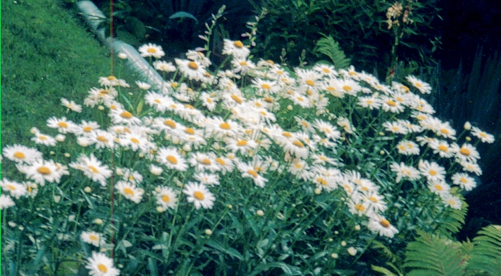daisys.jpg